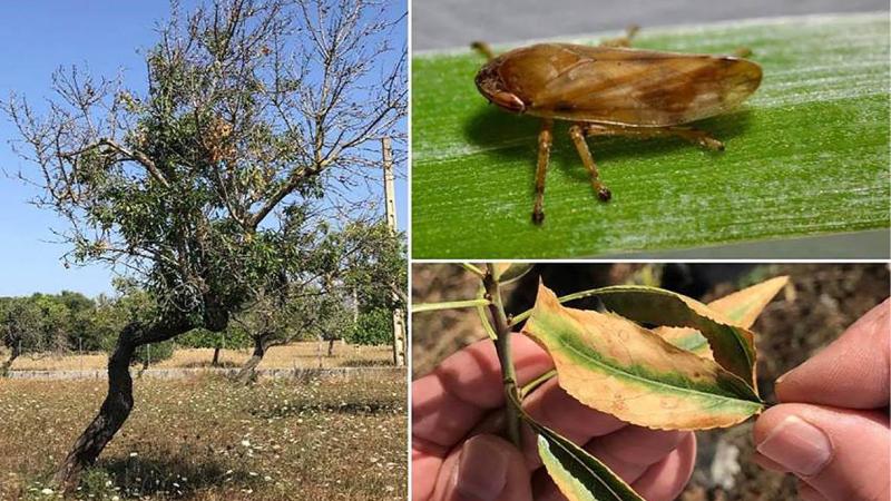 xylella fastidiosa