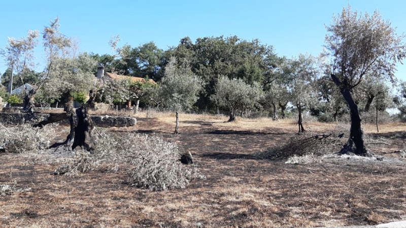 Região Norte: mais de 1200 agricultores beneficiados com 4 milhões de Euros no subsídio excecional à agricultura