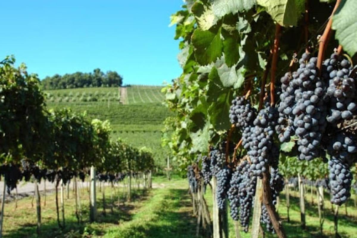 vitivinicultura